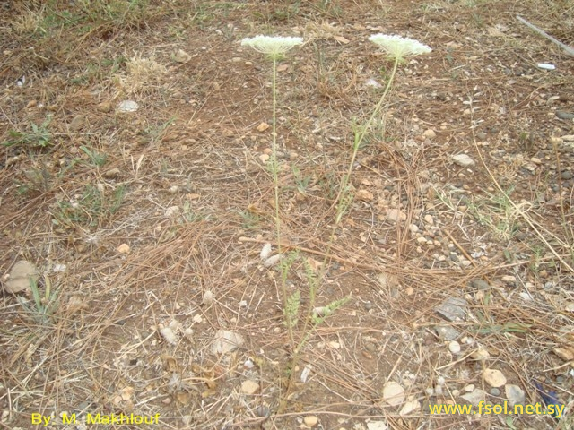 Daucus guttatus Sm.